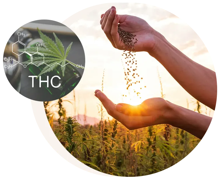 Cannabis : la plante et ses composés